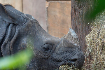 Fototapeta premium Indian rhinoceros at hay feeder. An Indian rhinoceros leans into a wooden hay feeder, its horn resting on the edge. Leaves and soft light frame this feeding moment.