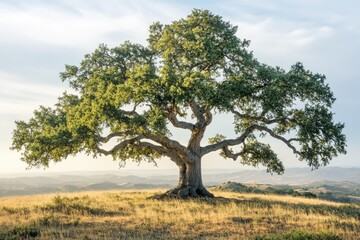 A majestic oak tree stands tall on a hill overlooking a tranquil landscape.
