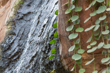 Vines and waterfall on rocky wall. Lush green vines cascade alongside a wet rock wall with a thin...