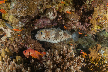 Obraz premium Fish swimming in the Red Sea, colorful fish, Eilat, Israel 