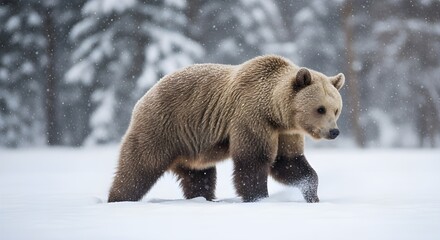 image of a bear living in the wild