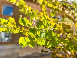 Sunlight shining through heart-shaped green leaves of a Katsura tree near a rustic building wall with windows, creating a warm and vibrant atmosphere