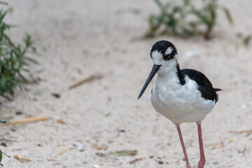 A black-winged stilt stands alone in the sand, surrounded by some greenery. The bird's gaze is directed downward.