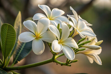 Fototapeta premium white frangipani flower