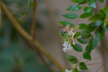 A hummingbird hawk-moth with its long proboscis extended feeds on nectar from delicate white flowers, surrounded by soft green foliage.
