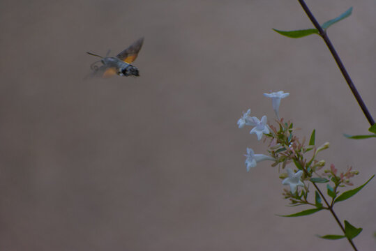 A hummingbird hawk-moth with its long proboscis extended feeds on nectar from delicate white flowers, surrounded by soft green foliage. - Powered by Adobe