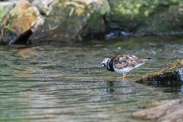 A Ruddy Turnstone Arenaria interpres wades in shallow water, scanning the surface for food. Its mottled brown, black, and white plumage blends with the rocks.