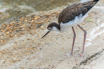 A young Black-winged Stilt with brownish plumage stands on a sandy shore covered in shells. It attentively observes the ground.