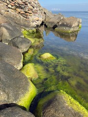 Coastal stones covered in green algae along the calm seashore. Bright sunny day by the water with seaweed and rock textures in the foreground.