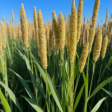 Proso millet (Panicum miliaceum). A lot of seeds with a millet spike