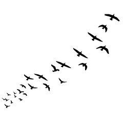 A flock of birds in flight, forming a curved path across a white background.