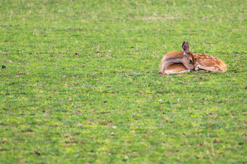 Male baby deer - Fawn is in the green meadow