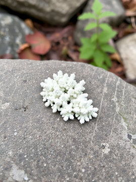 Papery umbilicate lichen on rock in Sunapee, New Hampshire.