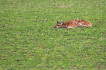 Male baby deer - Fawn is in the green meadow