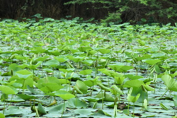 Serene Lotus Plant in Bloom Symbol of Purity and Enlightenment