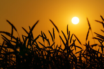 Wheat ears close-up under hot sun rays. Agricultural industry. High resolution photo.