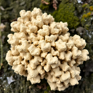 Closeup of large, dry umbilicate lichen in Sunapee, New Hampshire.