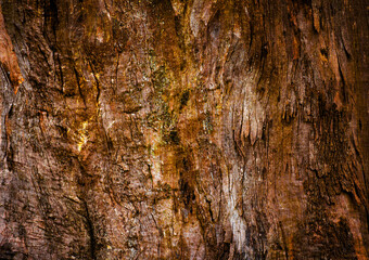  Rustic Tree Bark with Cracks and Moss. Rich and earthy tree bark with natural decay marks, cracks, and greenish moss detail, perfect for high-resolution background use.