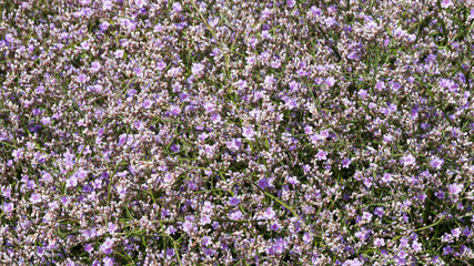 Obraz premium Limonium platyphyllum 'Latifolium'. Broad-leaved statice or florist's sea lavender adorned with attractive clusters of tiny lavender-blue flowers and parchement-like bracts on multi-branched stems 