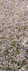 Obraz premium (Limonium platyhyllum 'Latifolium') Attractive sprays of tiny paper light purple flowers of statice latifolia or florist's sea lavender blooming a cloud of haze in summer