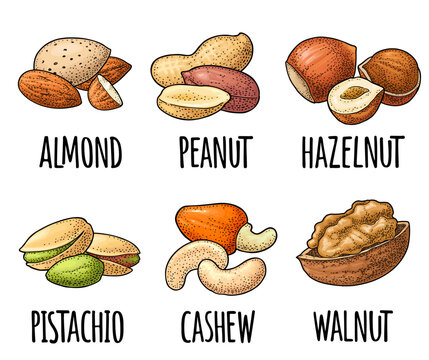 Set whole and half nut seed. Vintage color vector engraving illustration isolated on white. Handwriting lettering hazelnut, peanut, almond, cashew, pistachio, walnut