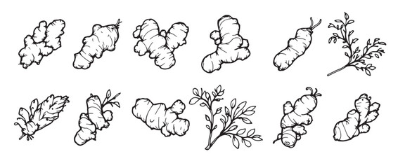 set of hand drawn illustrations of various types of herbs 