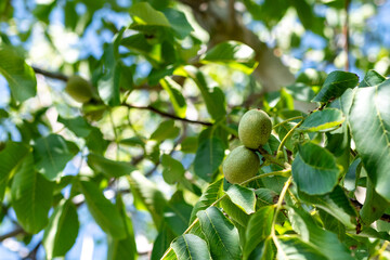 Green Sorrento walnuts growing on a tree among branches and leaves, symbol of organic farming and natural food production.