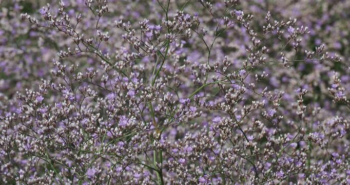 Multi-branched stems adorned with tiny lavender blue flowers in corymbs, excellent cut flowers choice for dried arrangement