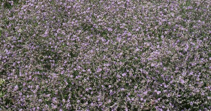 Limonium platyphyllum | Limonium Latifolium - Limonium Statice - Perenial statice - Broad-leaved statice - Florist's sea lavender. Weavyleaf lavender. Slender tems bearing tiny lavender blue flowers 
