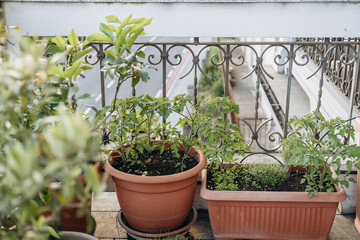 Potted plants thriving on a balcony, showcasing vibrant greenery and lush foliage, with decorative railing and urban environment in the background, creating a serene outdoor space