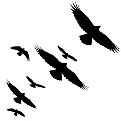 Silhouette of several crows in flight, soaring against a white background.