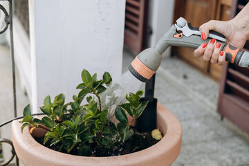 Hand holding a watering can, gently watering green potted plant on a sunny day, showcasing the nurturing process of gardening and the beauty of nature in a home environment