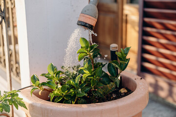 Watering can pouring water onto vibrant green plants in a terracotta pot, showcasing the nurturing process of gardening and the beauty of nature in a sunny outdoor setting