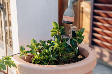 Hand watering green potted plant with a watering can, showcasing vibrant leaves and healthy growth, in a sunlit outdoor setting, emphasizing nurturing and care for nature
