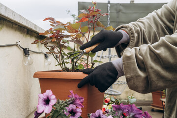 Gardener in gloves tending to potted plant on balcony, surrounded by vibrant flowers, showcasing the joy of gardening and nurturing nature in an outdoor setting with natural light