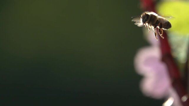  Bee flying. Honeybee. Funny animals.
