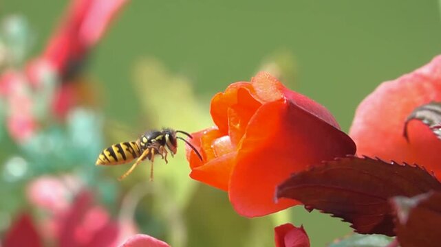 Bee wasp. Flight of wasp hornet with red rose flower. Slow motion.
