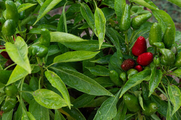 Agriculture: Green and red hot pepper plant