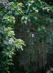 Obraz premium Hanging roots draped on trees at the Greenery, Bulacan.
