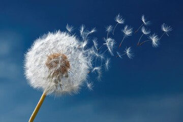 A fluffy dandelion seed head against a vibrant blue sky, with numerous seeds gracefully dispersing on the wind