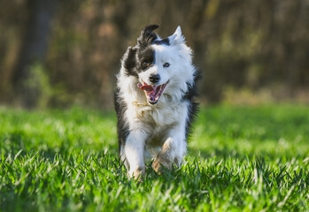 Fototapeta premium border collie dog