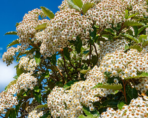 Tiny white flowers gather in harmony, their golden centers sparkling like miniature suns among lush...