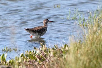 Chevalier gambette,Tringa totanus, Common Redshank