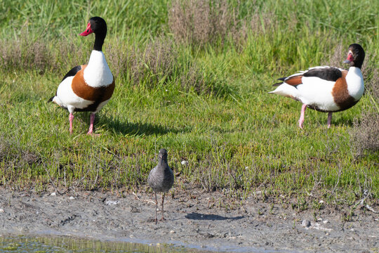 Tadorne de Belon,Tadorna tadorna, Common Shelduck, Chevalier arlequin,Tringa erythropus, Spotted Redshank