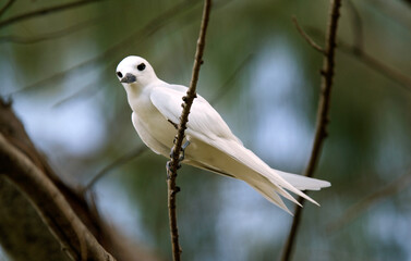 Gygis blanche, Gygis alba, White Tern, Iles Seychelles