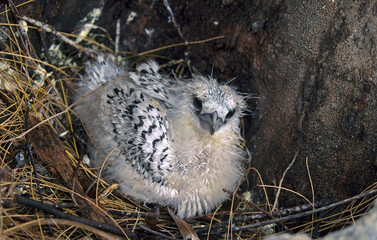 phaethon à bec jaune, paille en queue à bec jaune, jeune au nid, phaethon lepturus