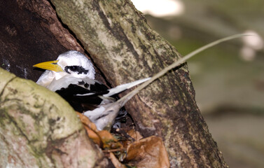 Phaéton à bec jaune,Phaethon lepturus, White tailed Tropicbird, Seychelles