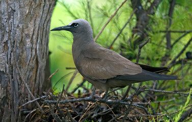 Noddi marianne,Anous tenuirostris, Lesser Noddy, Ile Cousin, Iles Seychelles