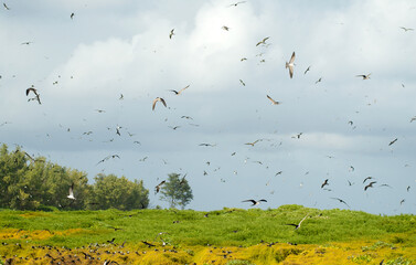 Sterne fuligineuse, Sterna fuscata nubilosa, Onychoprion fuscatus , Sooty Tern, Ile Byrd, Seychelles