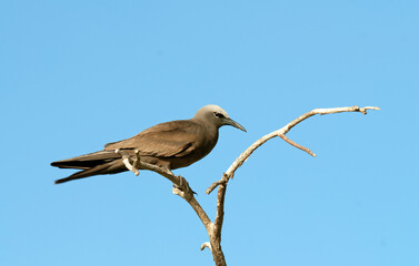Noddi brun,Anous stolidus, Brown Noddy, Iles Seychelles